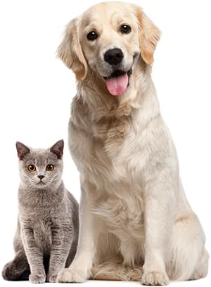 Cat and dog